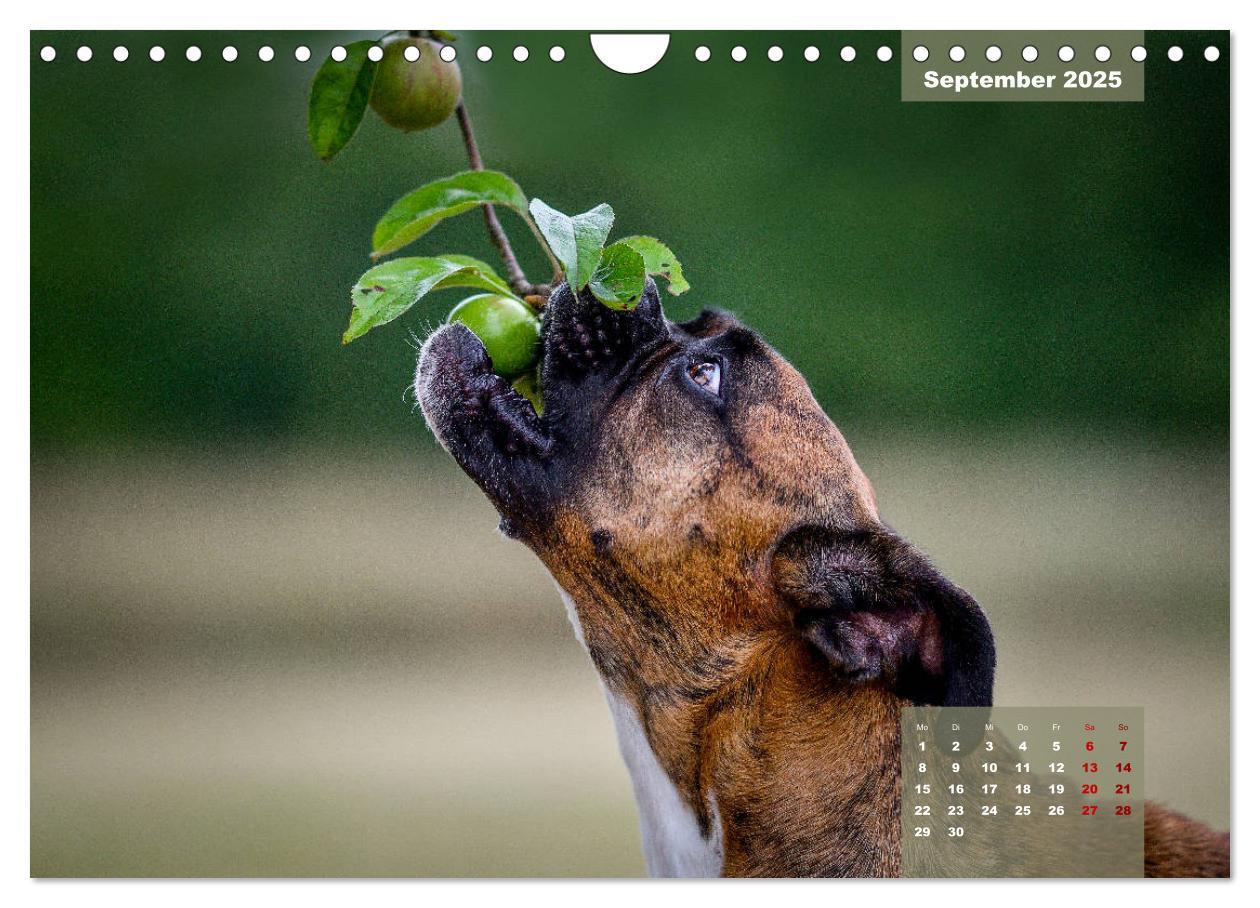 Bild: 9783435110896 | Boxer Frech und fröhlich durch das Jahr (Wandkalender 2025 DIN A4...