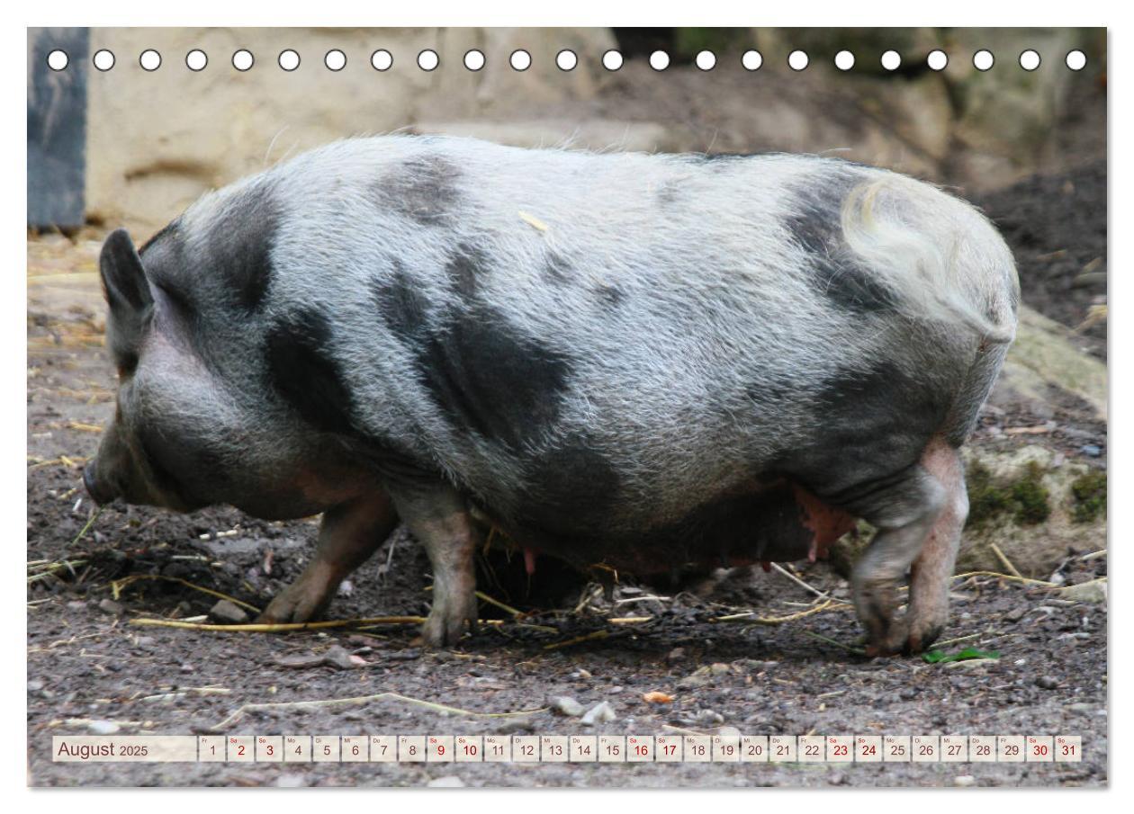 Bild: 9783435410293 | Tierische Schweinerei (Tischkalender 2025 DIN A5 quer), CALVENDO...