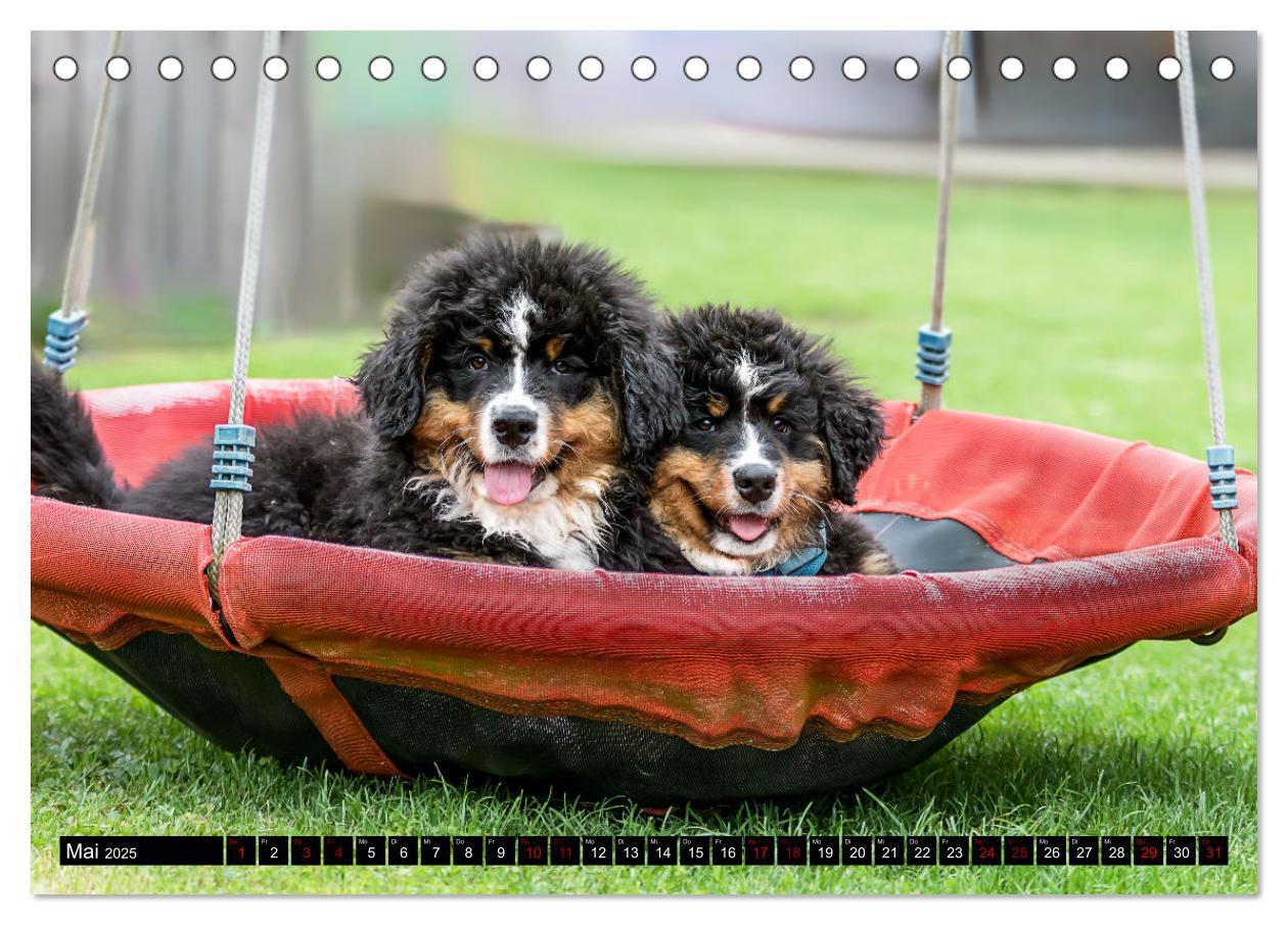 Bild: 9783457182666 | Berner Sennenhunde - Faszinierende Herzensbrecher (Tischkalender...