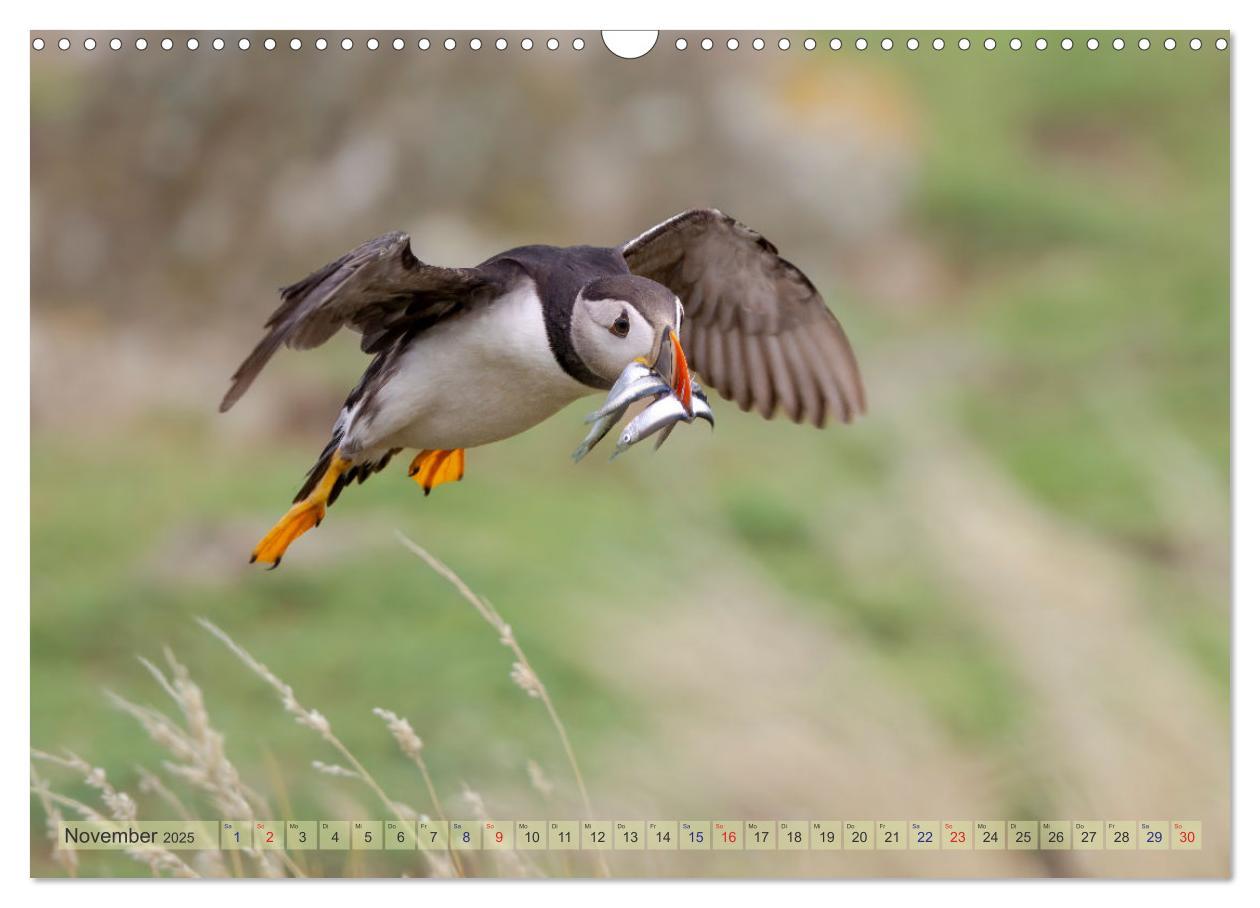 Bild: 9783457194232 | Papageientaucher - Farbenfrohe Flieger der Natur (Wandkalender 2025...