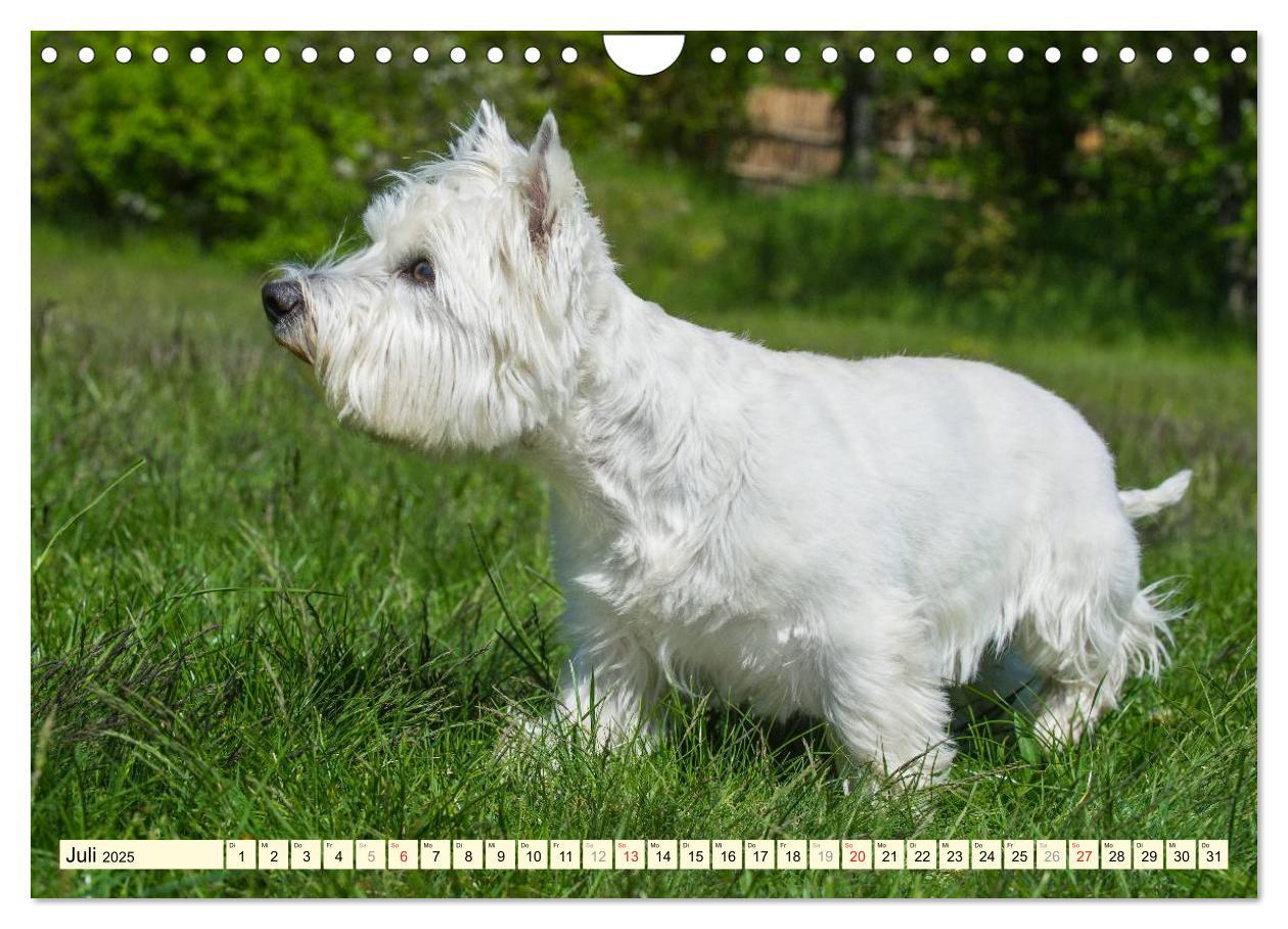 Bild: 9783435463060 | Kobold auf 4 Pfoten - West Highland White Terrier (Wandkalender...