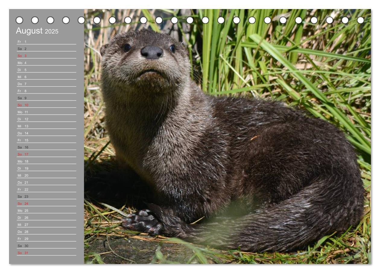 Bild: 9783435548415 | Otter. Frech, laut und clever (Tischkalender 2025 DIN A5 quer),...