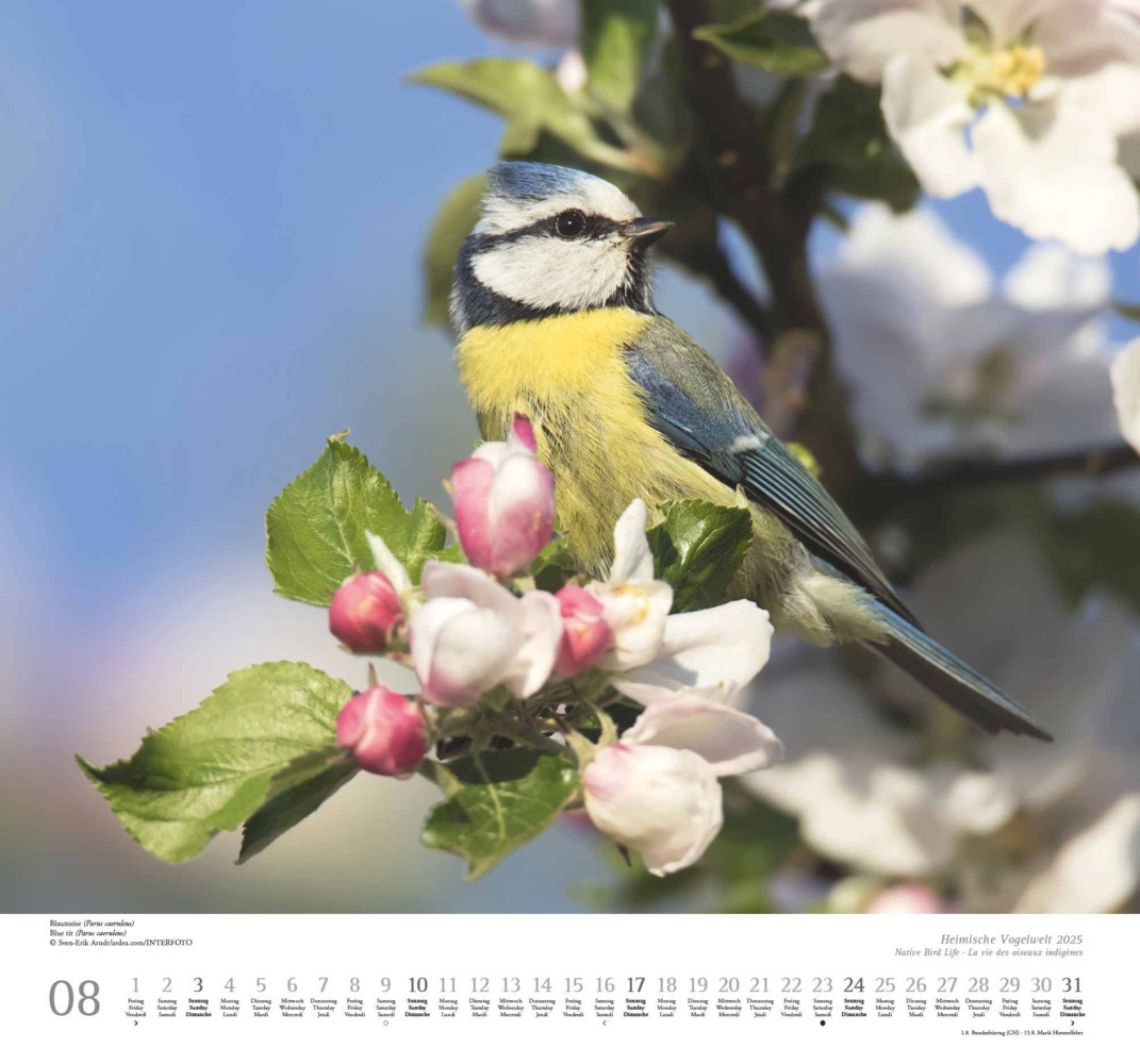 Bild: 4250809653525 | Heimische Vogelwelt 2025 - DUMONT Wandkalender - mit den...