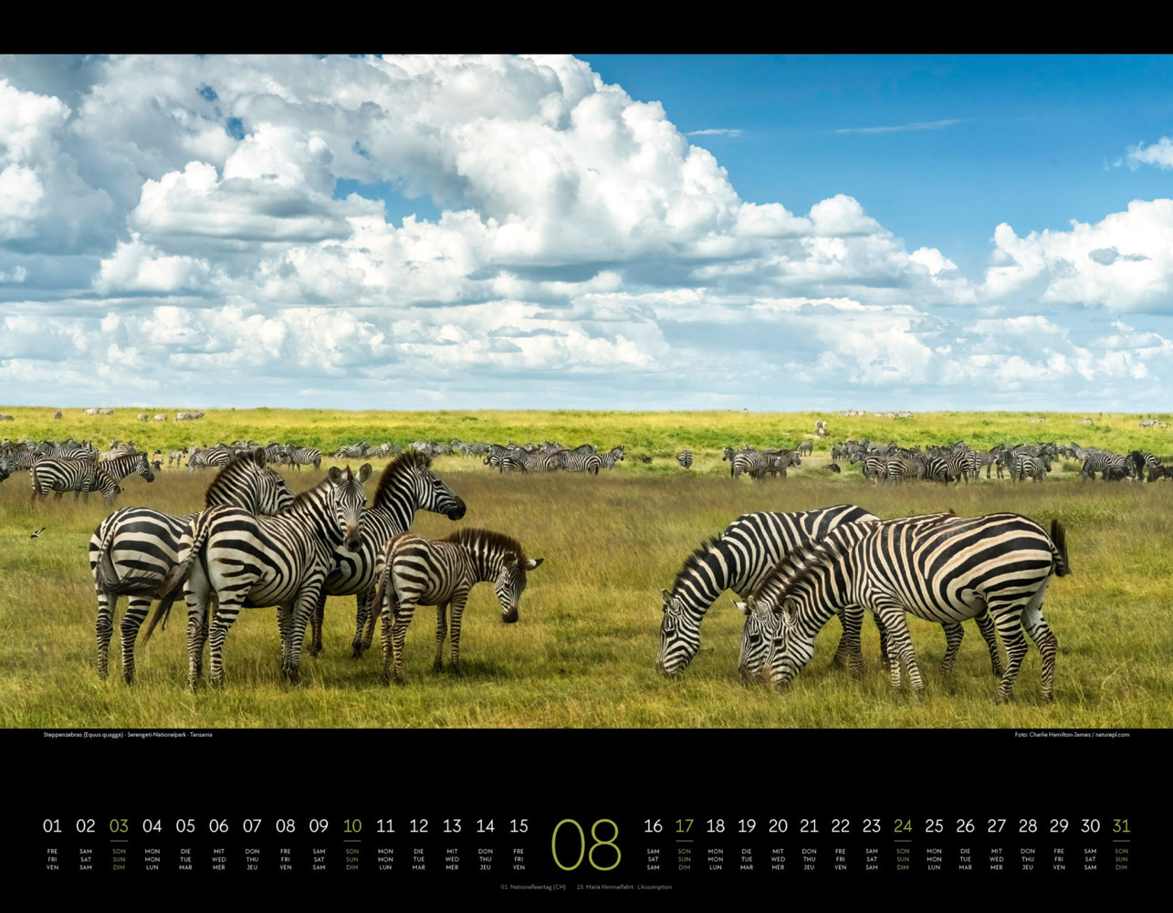 Bild: 9783838425900 | Wildes Afrika Kalender 2025 | Ackermann Kunstverlag | Kalender | 14 S.