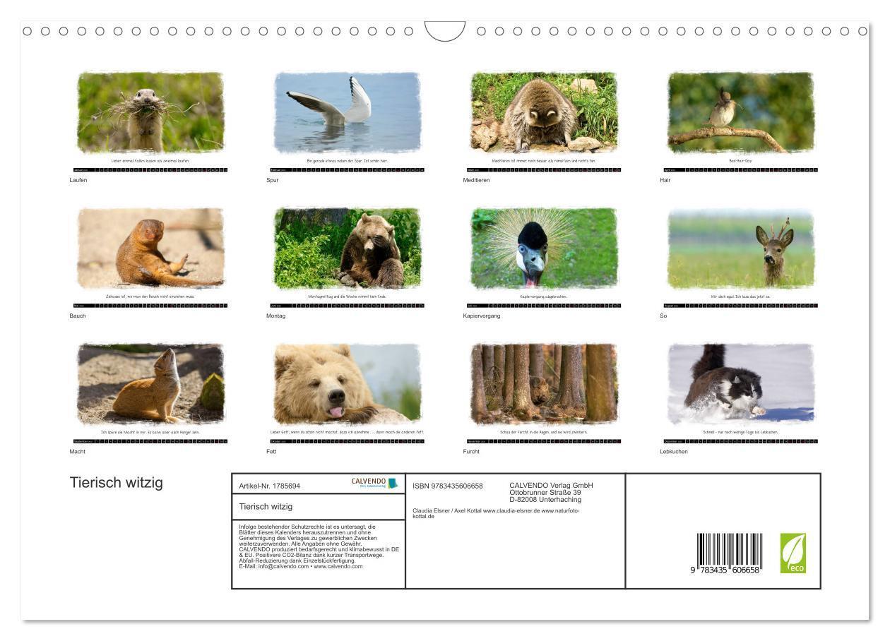 Bild: 9783435606658 | Tierisch witzig (Wandkalender 2025 DIN A3 quer), CALVENDO...