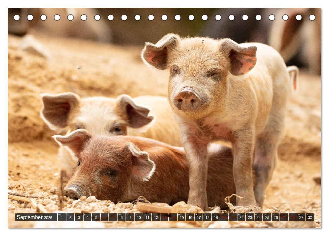 Bild: 9783435260546 | Korsika - süße, wilde Schweinchen (Tischkalender 2025 DIN A5 quer),...