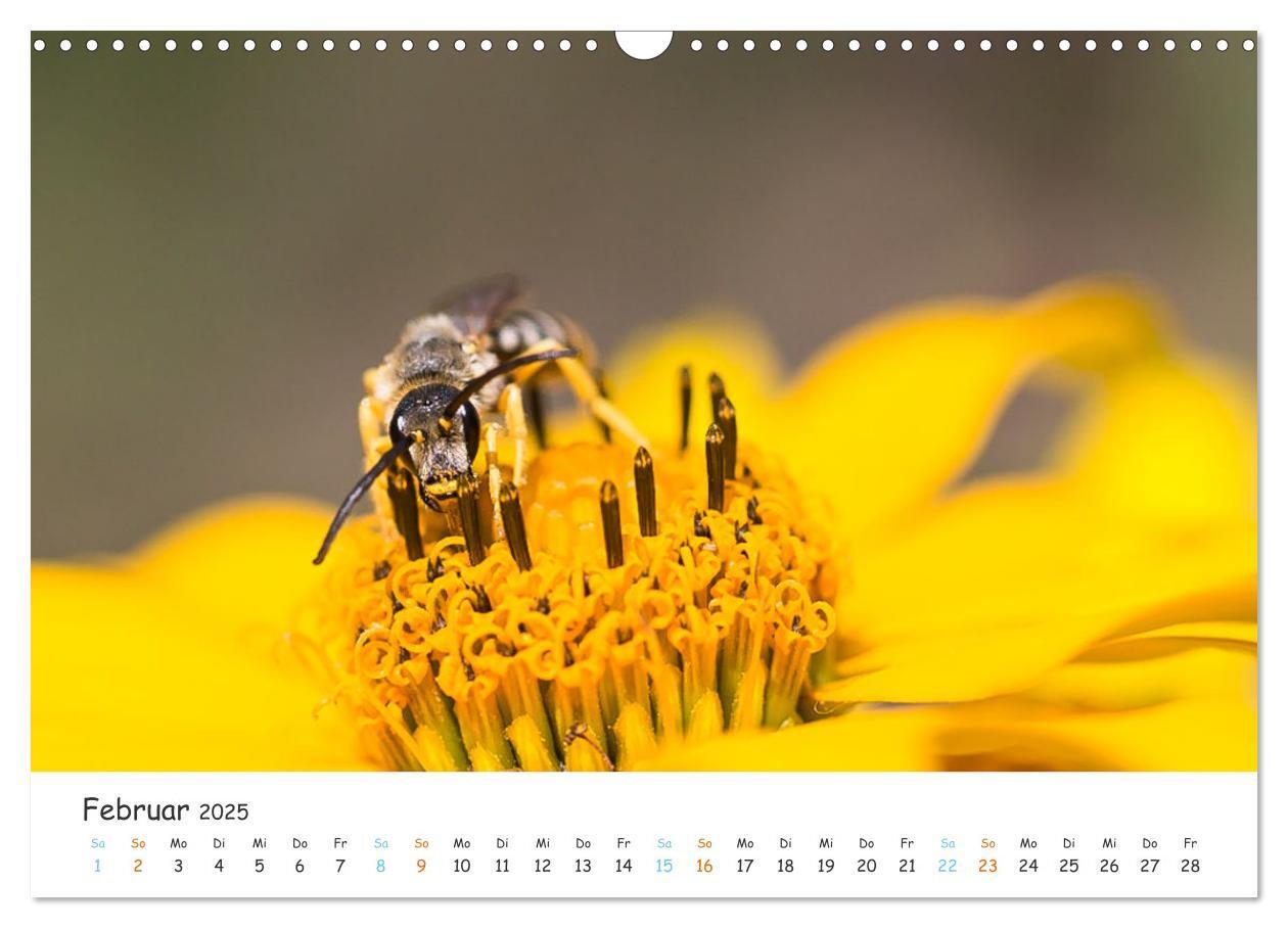 Bild: 9783435051809 | Bee Beautiful - Die phantastische Welt der Bienen (Wandkalender...