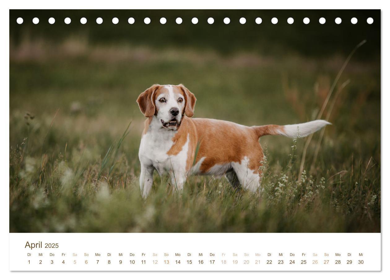 Bild: 9783435016112 | Beagle - Unser treuer Begleiter (Tischkalender 2025 DIN A5 quer),...