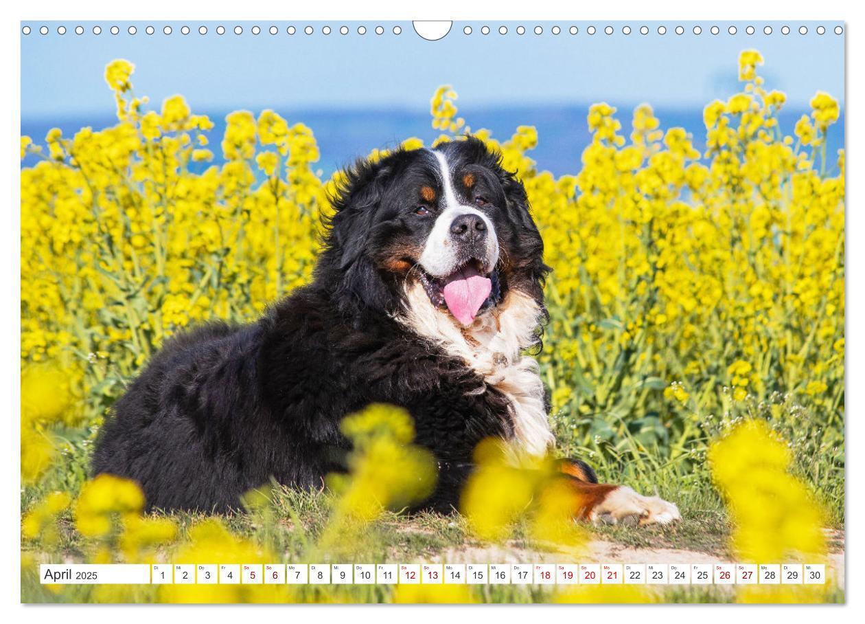 Bild: 9783383847561 | Berner Sennenhund - Ein Freund auf vier Pfoten (Wandkalender 2025...