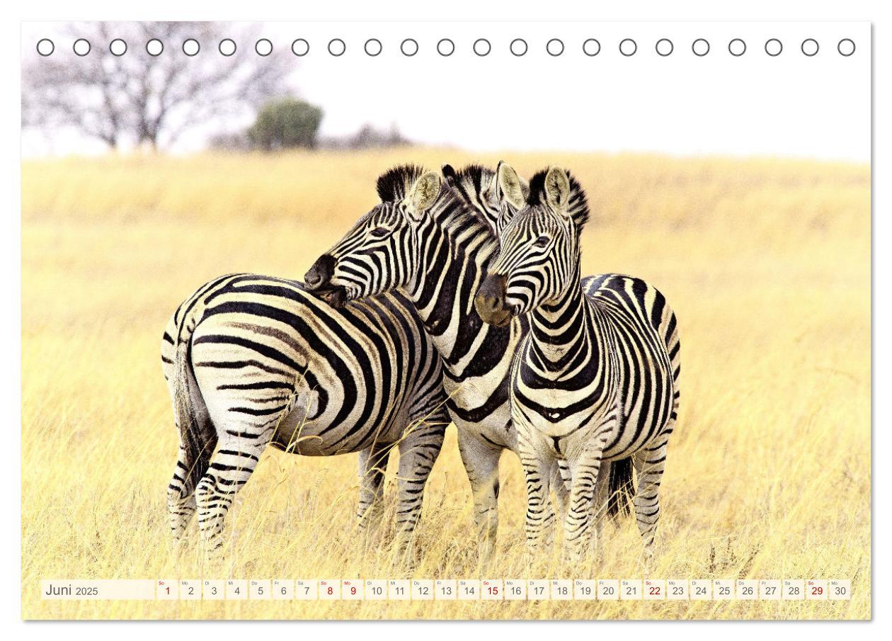 Bild: 9783435088874 | Afrikas Tiere. Majestäten in exotischer Wildnis (Tischkalender 2025...