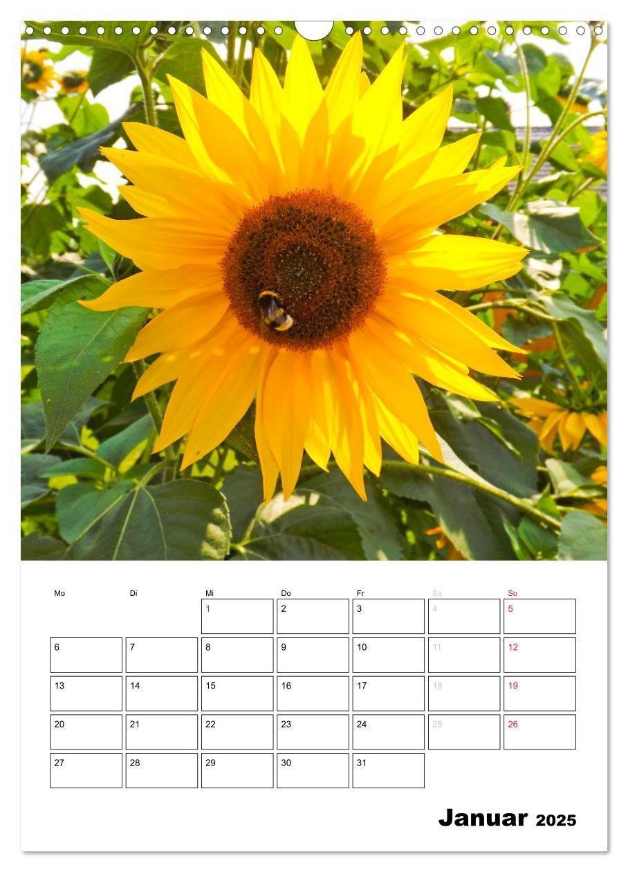 Bild: 9783457004616 | Strahlende Sonnenblumen (Wandkalender 2025 DIN A3 hoch), CALVENDO...