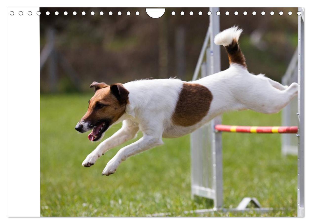 Bild: 9783435555918 | Agility - Sport und Spass (Wandkalender 2025 DIN A4 quer), CALVENDO...