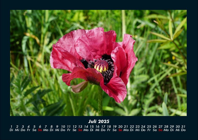 Bild: 9783755993346 | Blumenkalender 2025 Fotokalender DIN A4 | Tobias Becker | Kalender