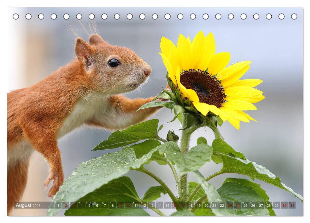 Bild: 9783435344178 | Eichhörnchen Luna und ihre Kinder (Tischkalender 2025 DIN A5 quer),...