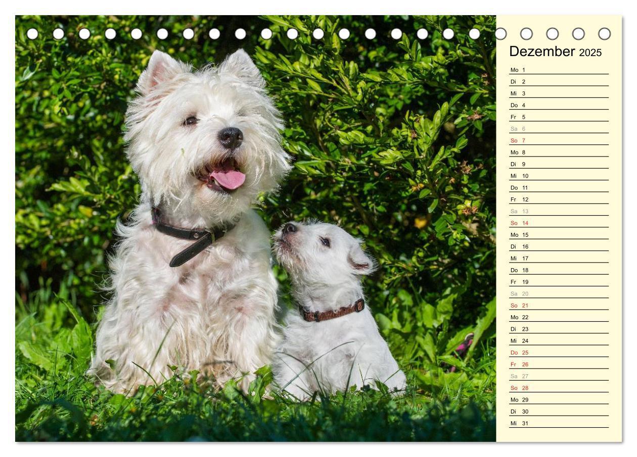 Bild: 9783435459643 | Kobold auf 4 Pfoten - West Highland White Terrier (Tischkalender...