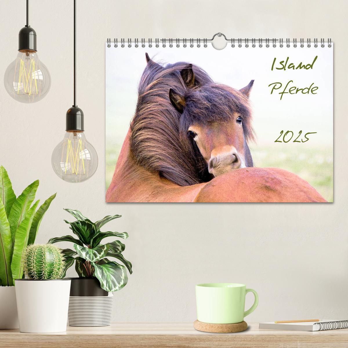 Bild: 9783435831739 | Islandpferde (Wandkalender 2025 DIN A4 quer), CALVENDO Monatskalender