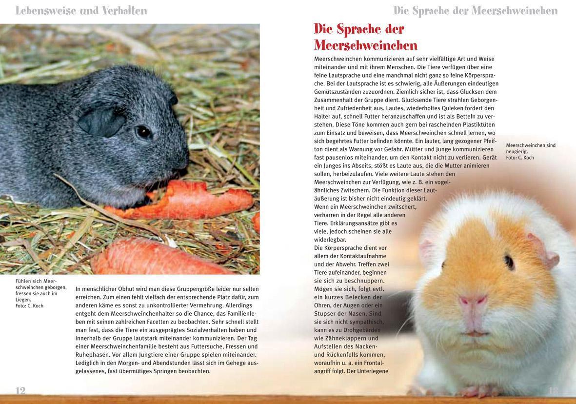 Bild: 9783866591110 | Meerschweinchen | Cavia adarea f. porcellus | Christian Koch | Buch