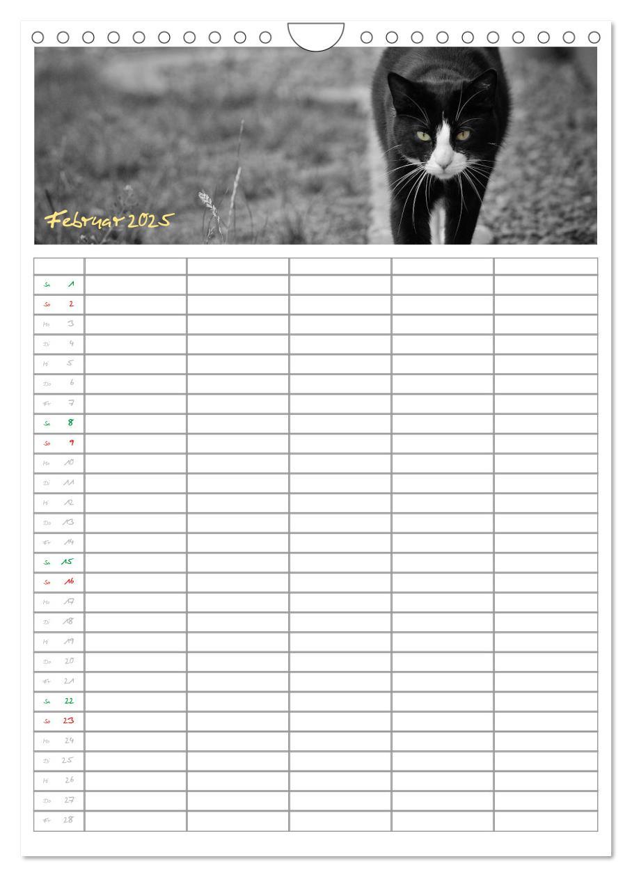 Bild: 9783457088166 | Miezekatzen Planungskalender (Wandkalender 2025 DIN A4 hoch),...