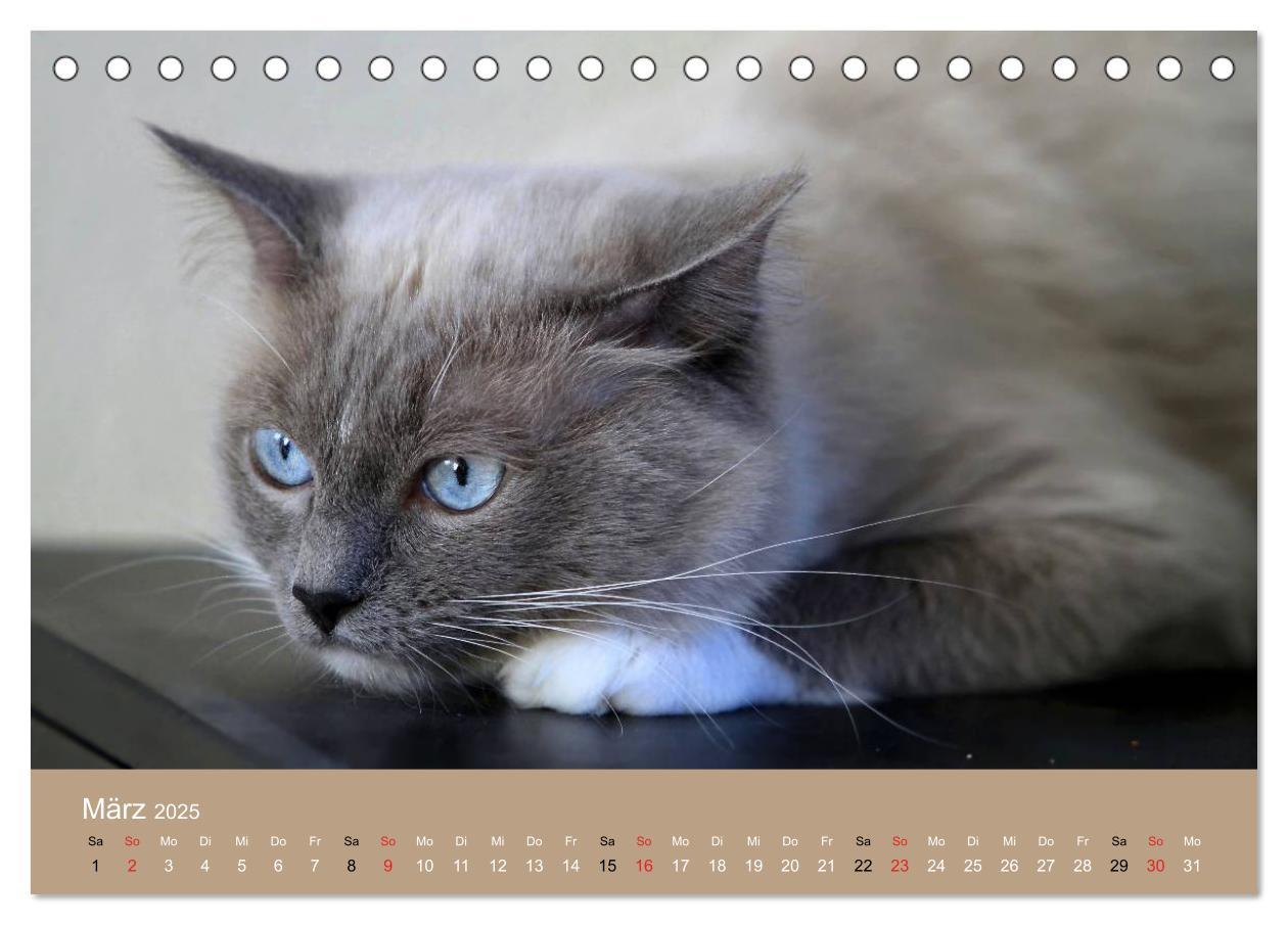 Bild: 9783435490943 | Verliebt in Ragdolls ... die sanfte Katzenrasse (Tischkalender 2025...