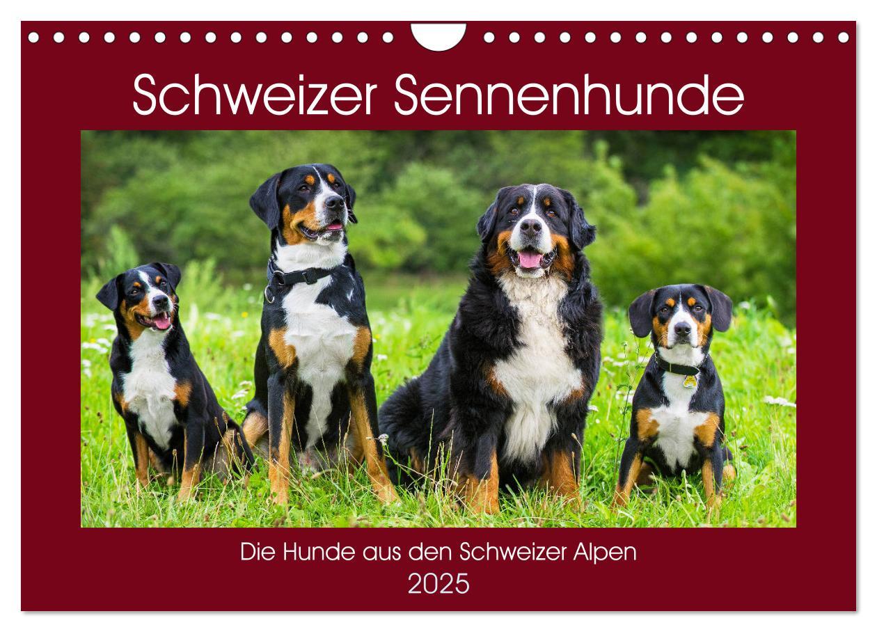 Cover: 9783435313495 | Schweizer Sennenhunde - die Hunde aus den Schweizer Alpen...