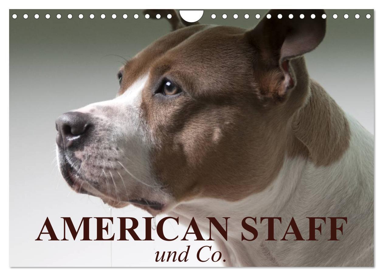 Cover: 9783435658596 | American Staff und Co. (Wandkalender 2025 DIN A4 quer), CALVENDO...