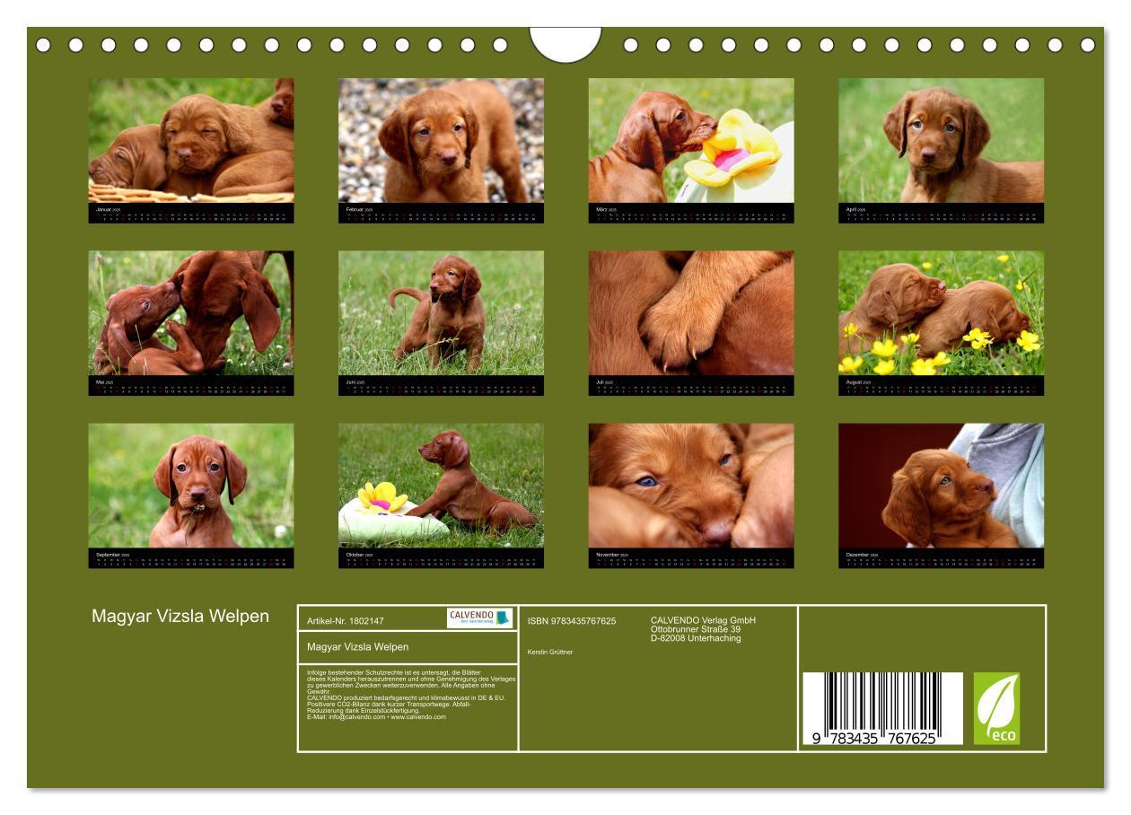 Bild: 9783435767625 | Magyar Vizsla Welpen (Wandkalender 2025 DIN A4 quer), CALVENDO...