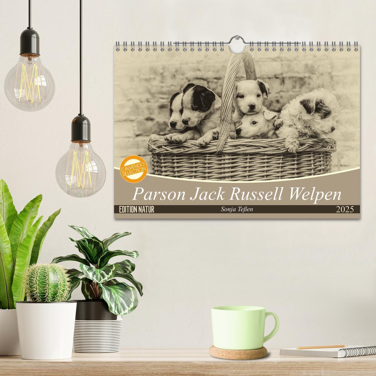 Bild: 9783435400911 | Parson Jack Russel Welpen (Wandkalender 2025 DIN A4 quer), CALVENDO...