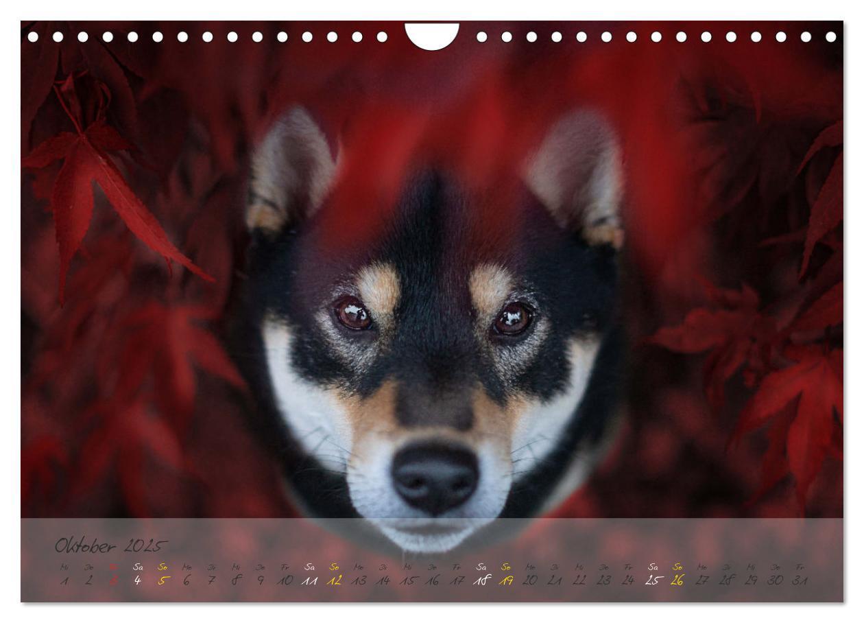 Bild: 9783435051779 | Shiba Inu - mutig, treu, selbstbewusst (Wandkalender 2025 DIN A4...