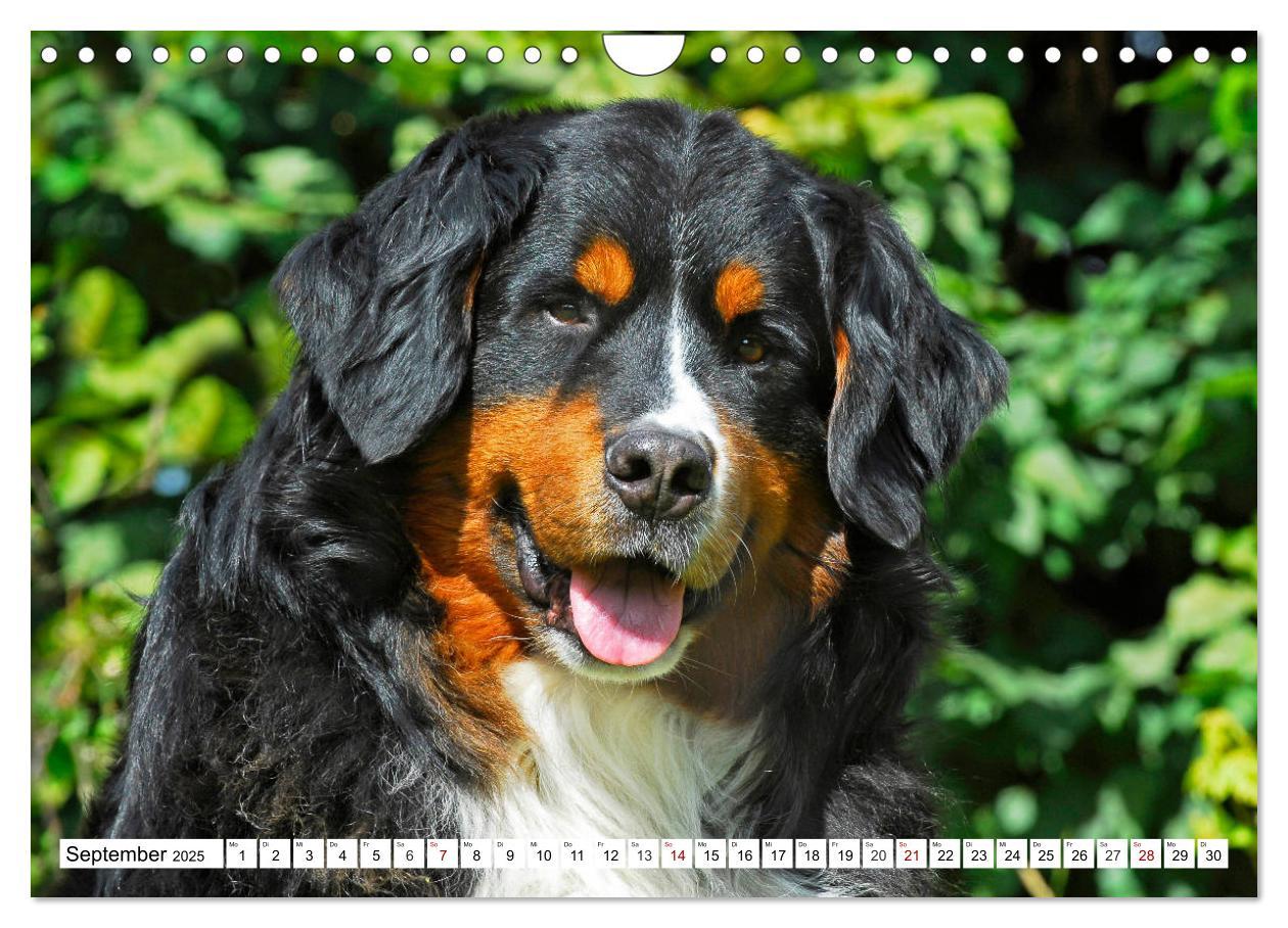 Bild: 9783435381258 | Faszinierende Schönheit Berner Sennenhund (Wandkalender 2025 DIN A4...