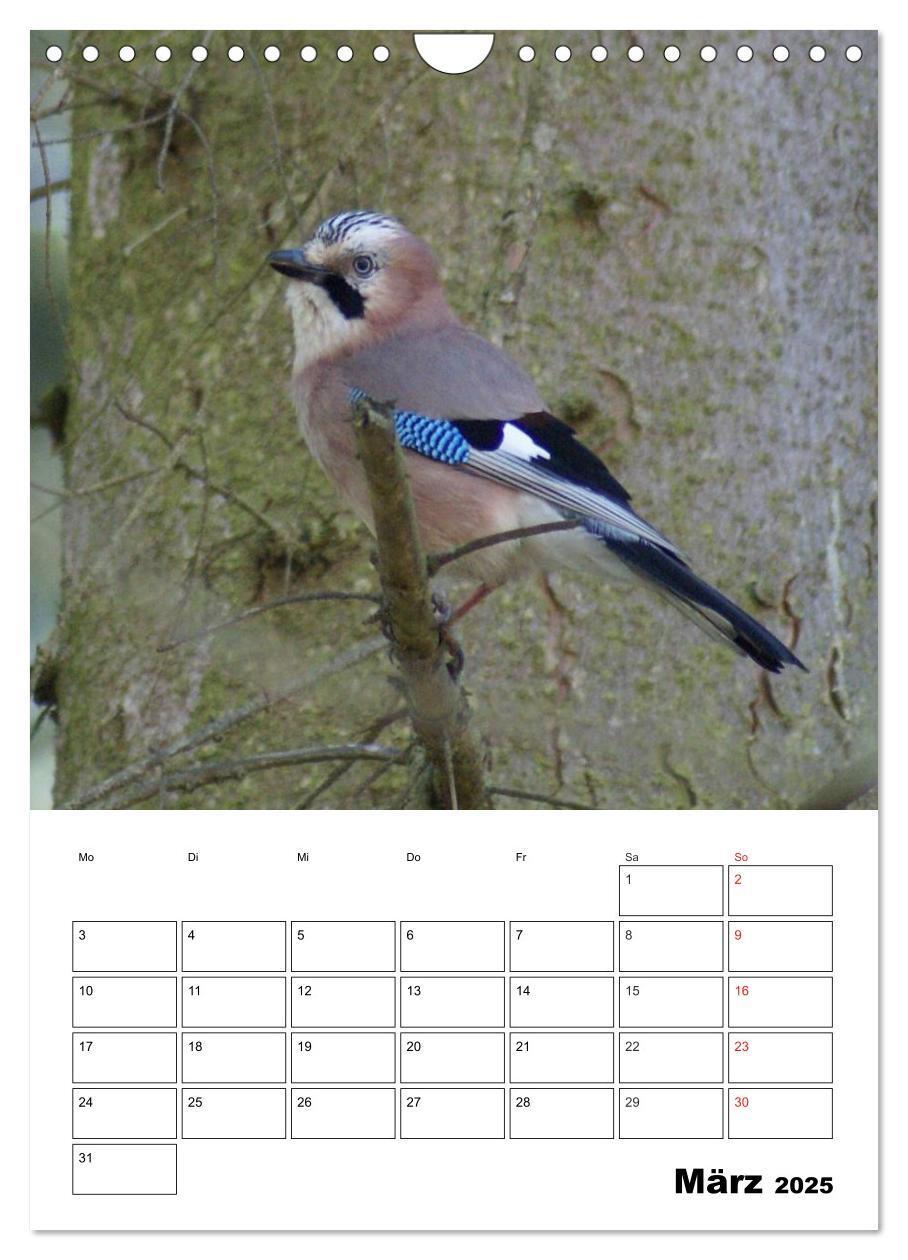 Bild: 9783457021088 | Rabenvögel Terminplaner (Wandkalender 2025 DIN A4 hoch), CALVENDO...