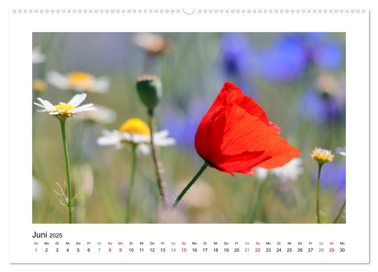 Bild: 9783435135431 | Mohn, zarte Blüten, starke Farben (Wandkalender 2025 DIN A2 quer),...