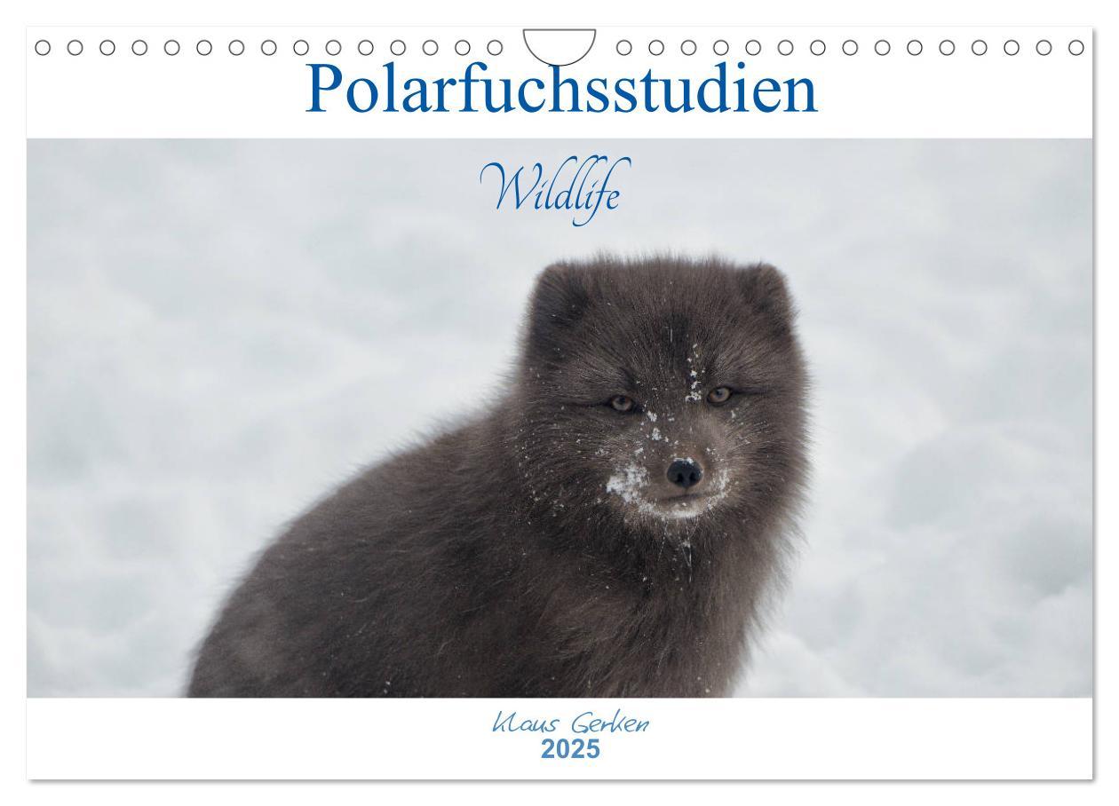 Cover: 9783435441167 | Polarfuchsstudien Wildlife (Wandkalender 2025 DIN A4 quer),...