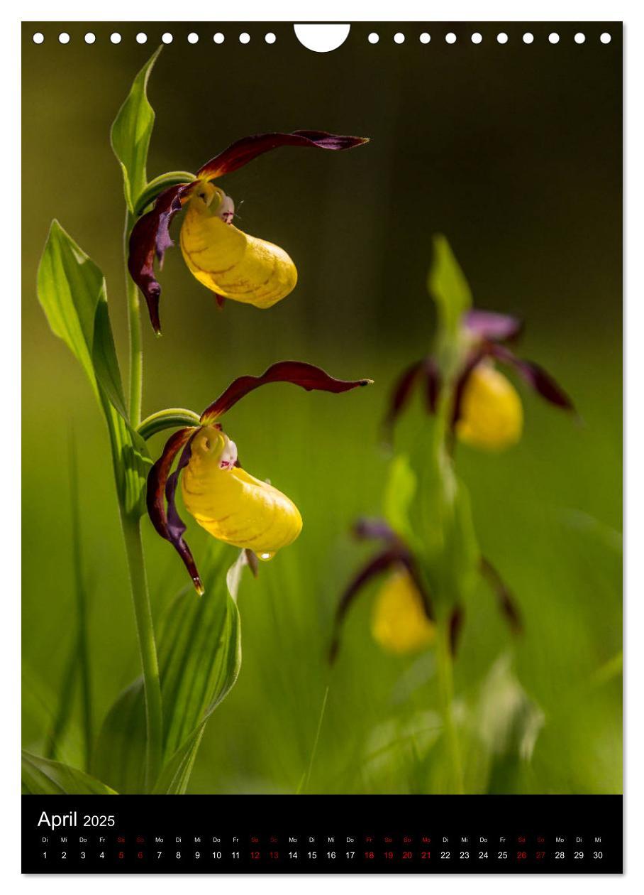 Bild: 9783435988341 | Im richtigen Licht: Wilde Orchideen in Südbayern (Wandkalender 2025...