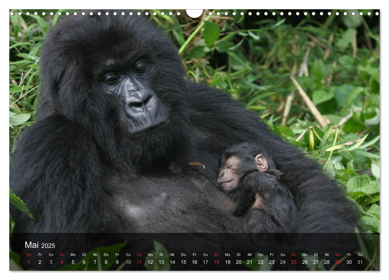 Bild: 9783435600984 | Gorillas. Friedliebende Kraftpakete (Wandkalender 2025 DIN A3...