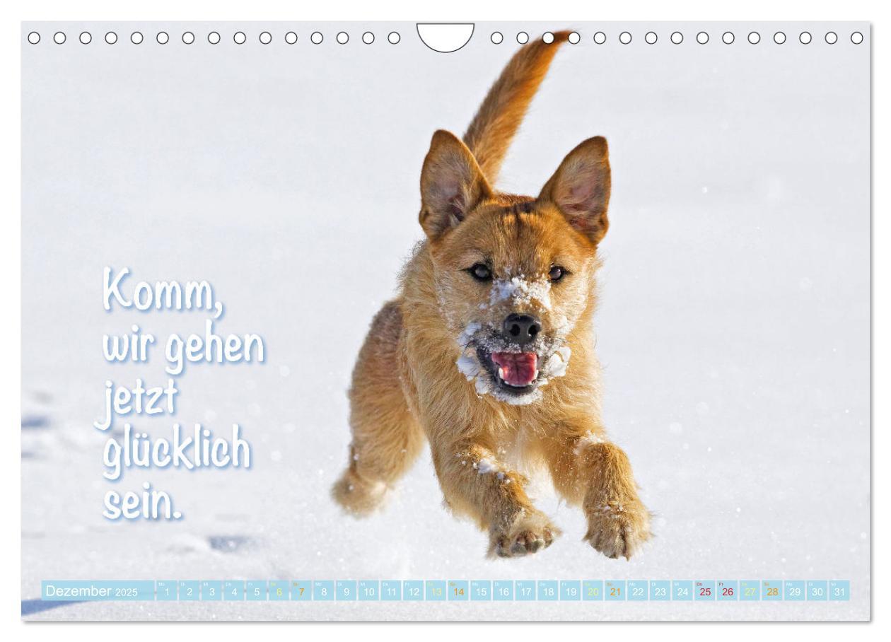 Bild: 9783457199763 | Jack Russell Terrier: flink und verspielt (Wandkalender 2025 DIN A4...