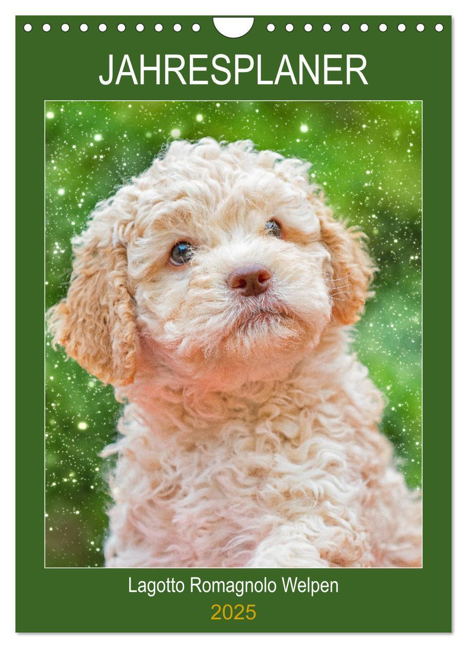 Cover: 9783435952618 | Jahresplaner Lagotto Romagnolo Welpen (Wandkalender 2025 DIN A4...