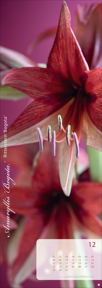 Bild: 9783756404612 | Magic Flowers Vertical Kalender 2025 | Sibylle Pietrek | Kalender