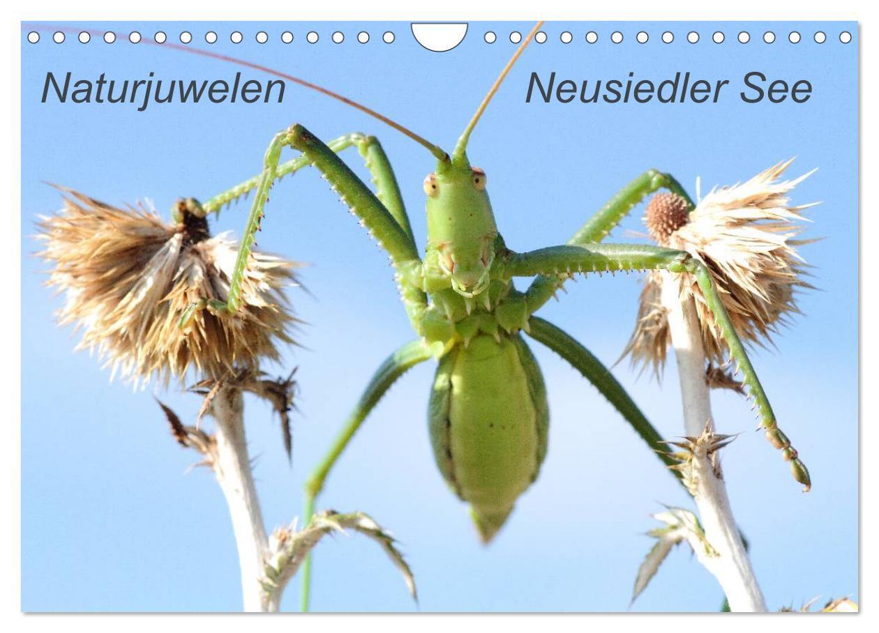 Cover: 9783435727445 | Naturjuwelen - Neusiedler See (Wandkalender 2025 DIN A4 quer),...