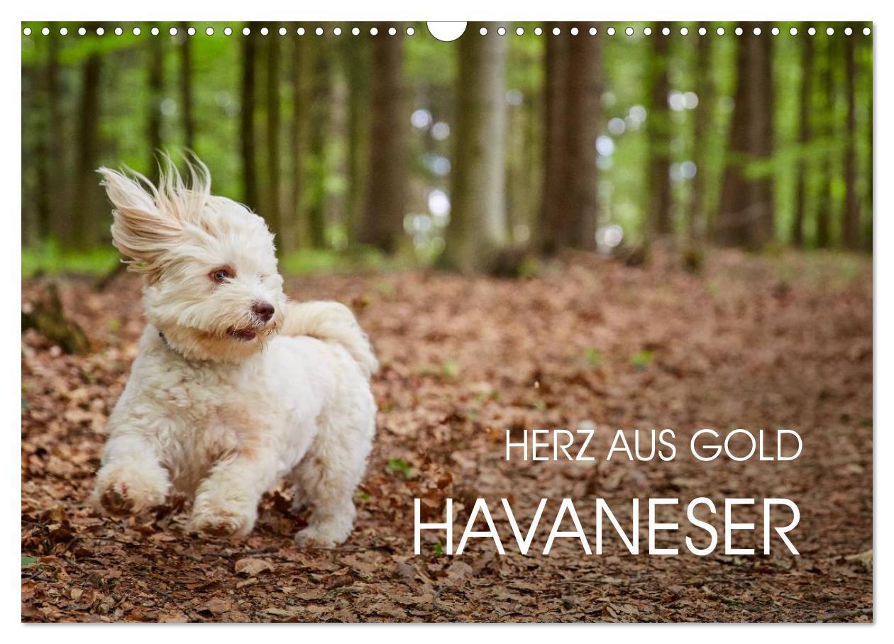 Cover: 9783435503711 | Havaneser - Herz aus Gold (Wandkalender 2025 DIN A3 quer), CALVENDO...