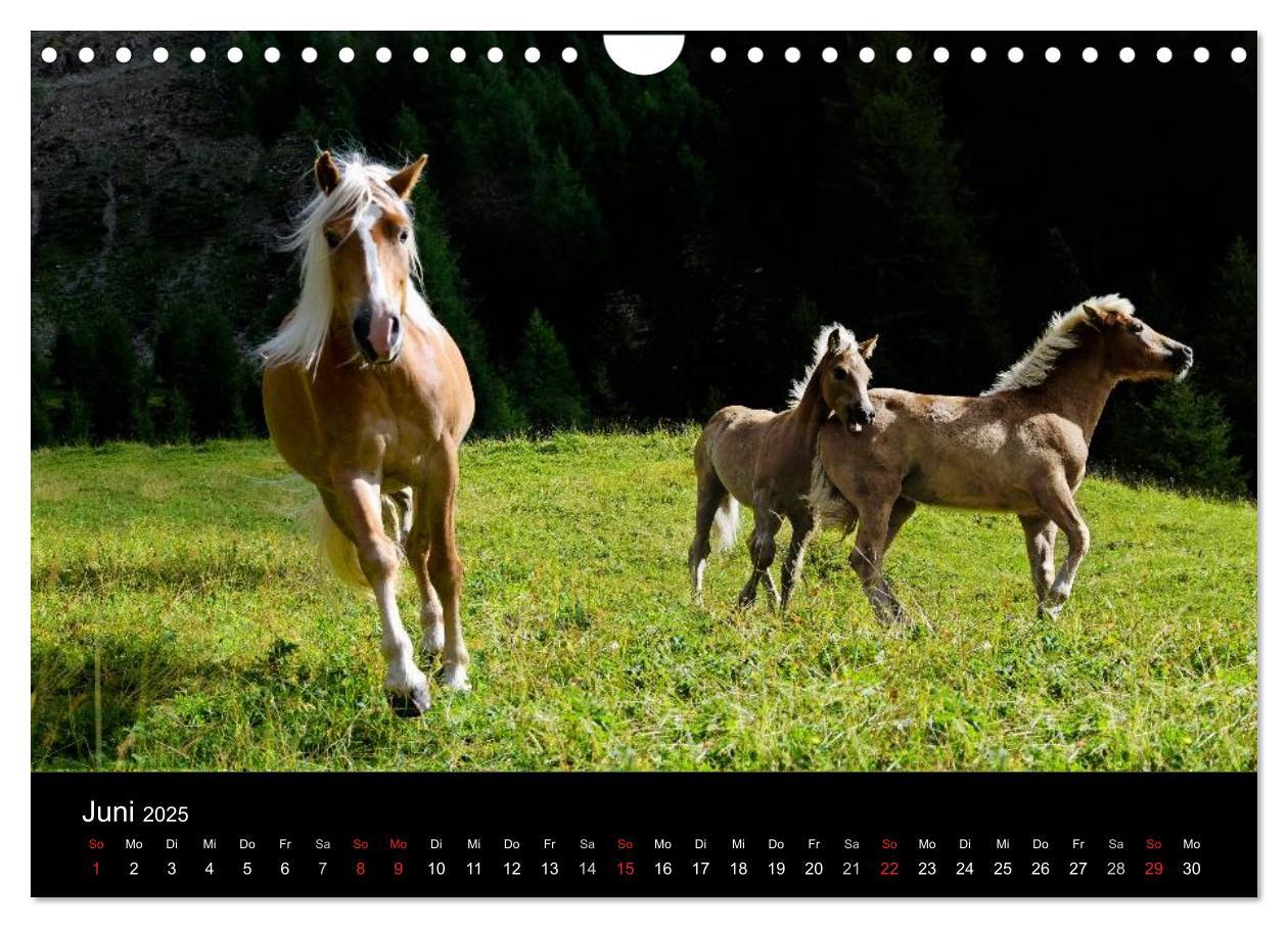 Bild: 9783435565139 | Wunderschöne Haflingerwelt (Wandkalender 2025 DIN A4 quer),...