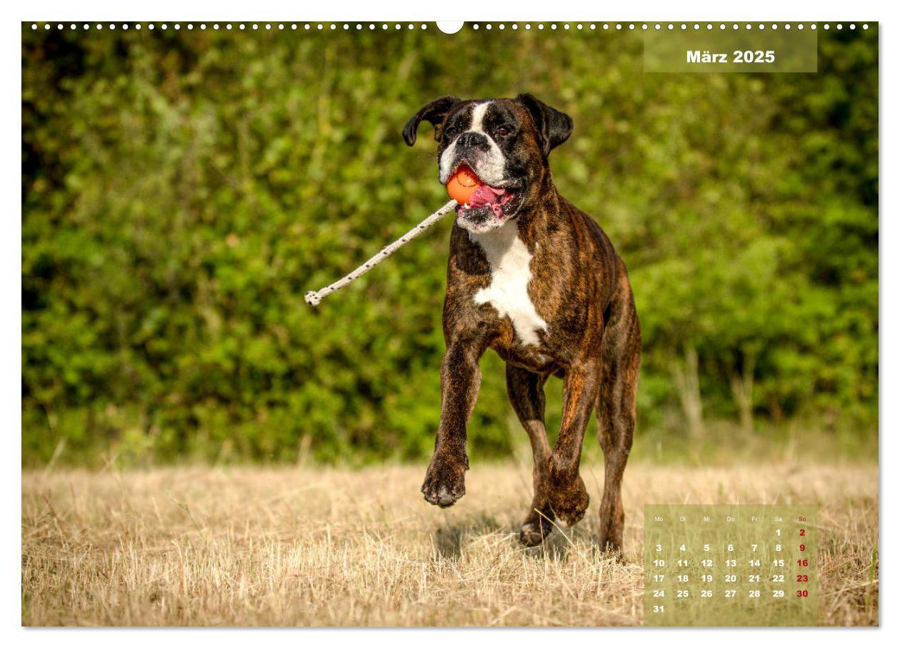 Bild: 9783435179039 | Einmal Boxer - immer Boxer (Wandkalender 2025 DIN A2 quer),...