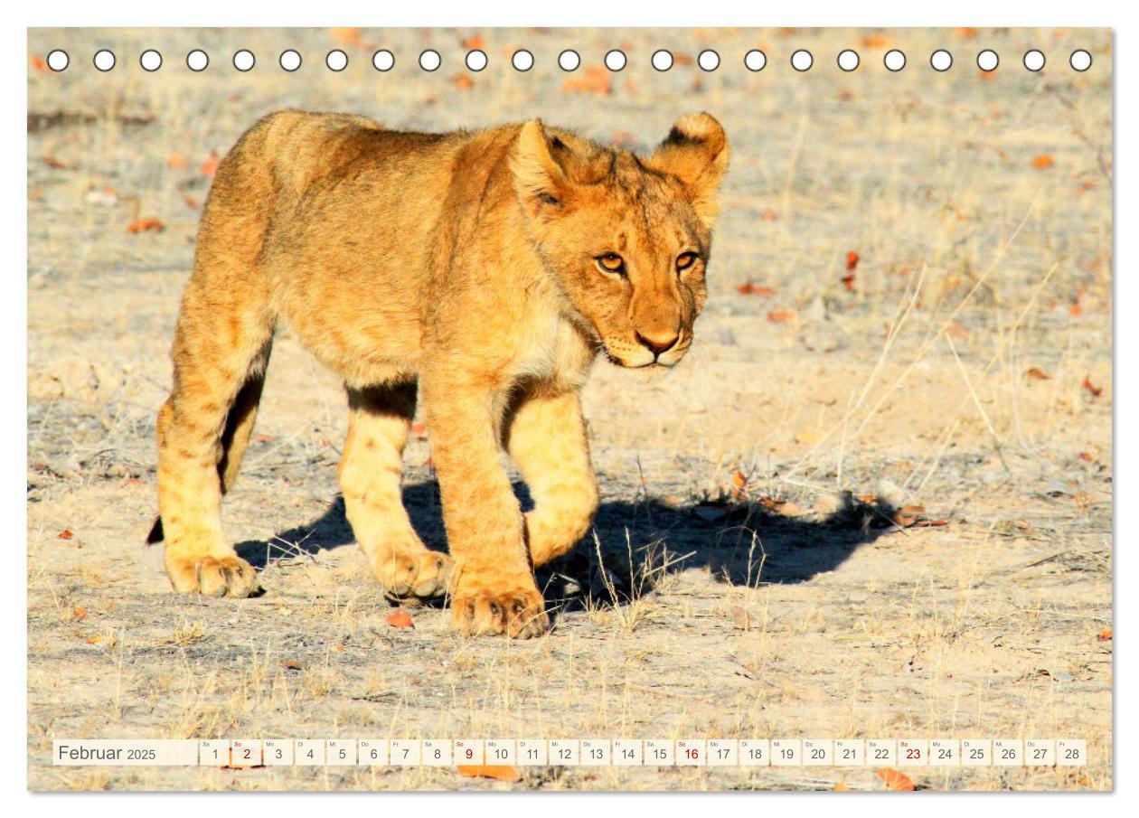 Bild: 9783435088874 | Afrikas Tiere. Majestäten in exotischer Wildnis (Tischkalender 2025...