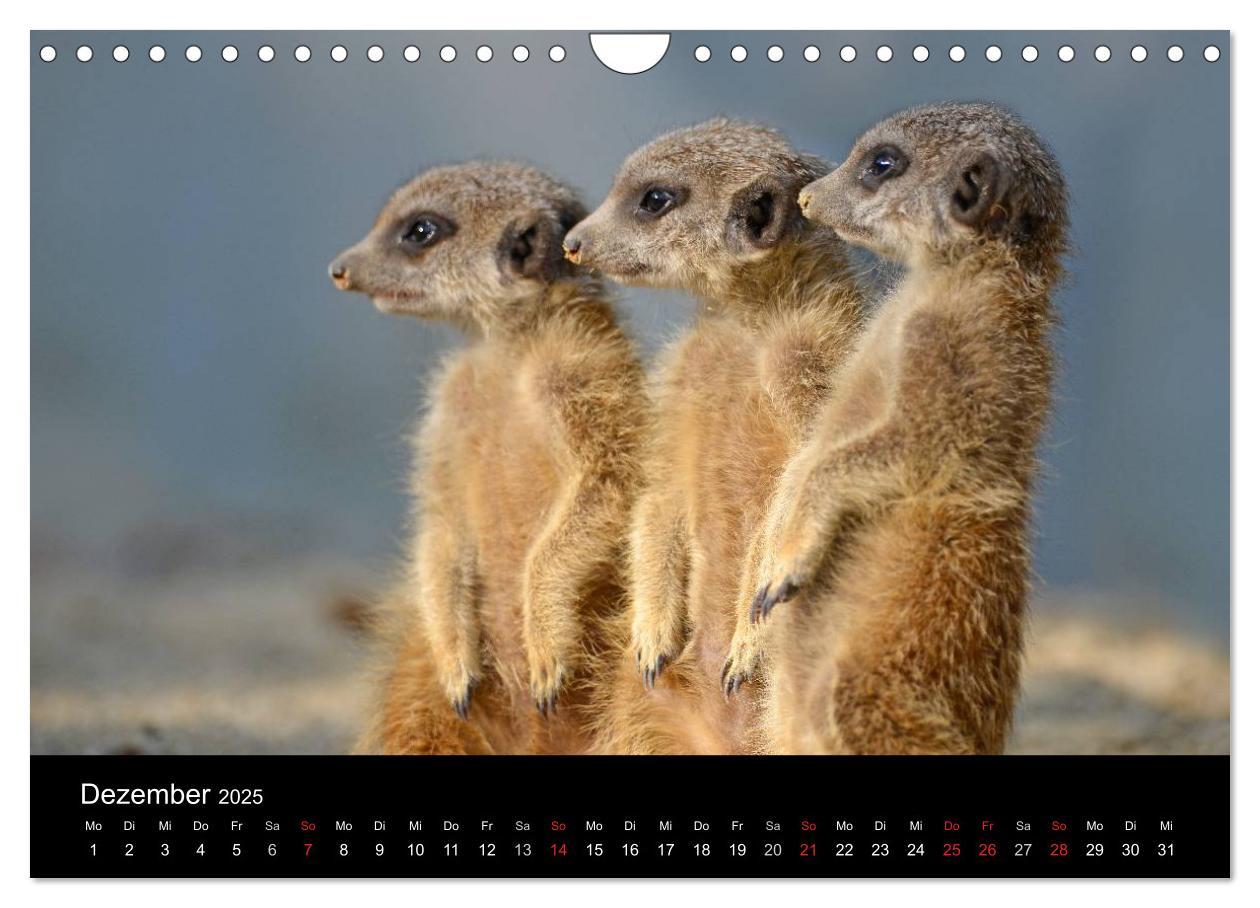 Bild: 9783435782451 | Lustige Erdmännchen (Wandkalender 2025 DIN A4 quer), CALVENDO...