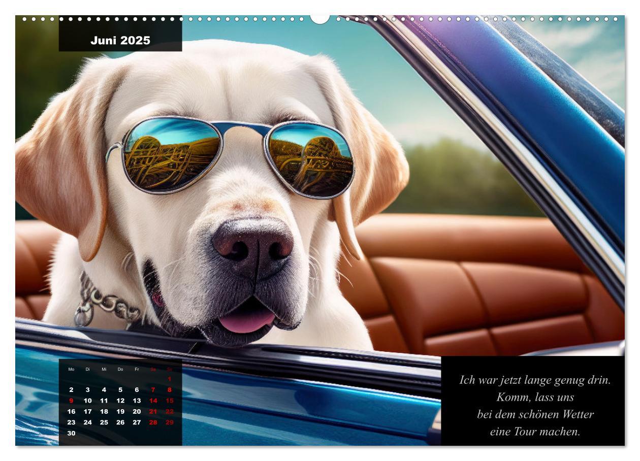 Bild: 9783435367535 | Der witzige Labrador-Kalender (Wandkalender 2025 DIN A2 quer),...