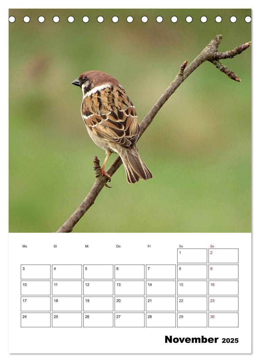 Bild: 9783457041031 | Amsel, Drossel, Fink und Star - beobachtet (Tischkalender 2025 DIN...