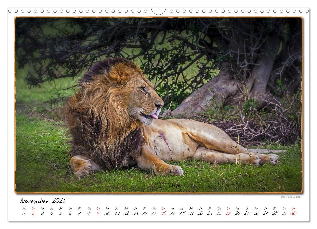 Bild: 9783435488773 | Abenteuer Masai Mara (Wandkalender 2025 DIN A3 quer), CALVENDO...