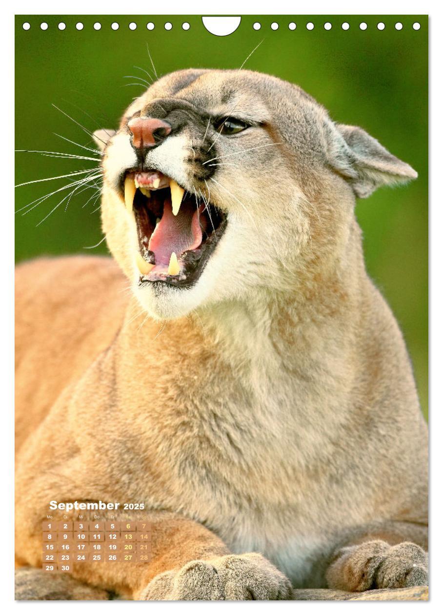 Bild: 9783435061389 | Raubkatzen: Die Jäger auf leisen Pfoten (Wandkalender 2025 DIN A4...