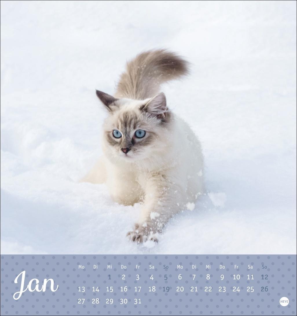 Bild: 9783756407026 | Katzen Postkartenkalender Kleine Tiger 2025 | Heye | Kalender | 13 S.