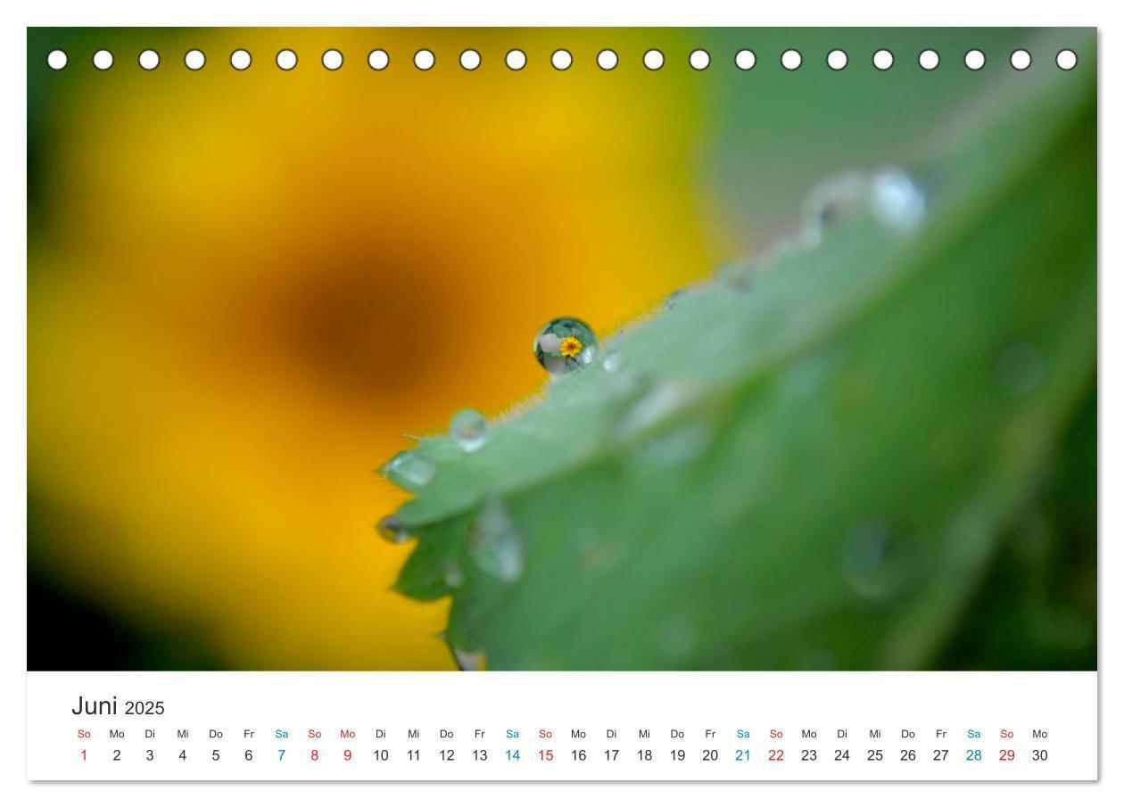 Bild: 9783435785841 | Sonnenblumen 2025 (Tischkalender 2025 DIN A5 quer), CALVENDO...