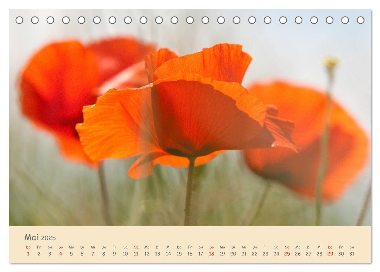 Bild: 9783435493500 | Mohnblumen - rote Schönheiten (Tischkalender 2025 DIN A5 quer),...